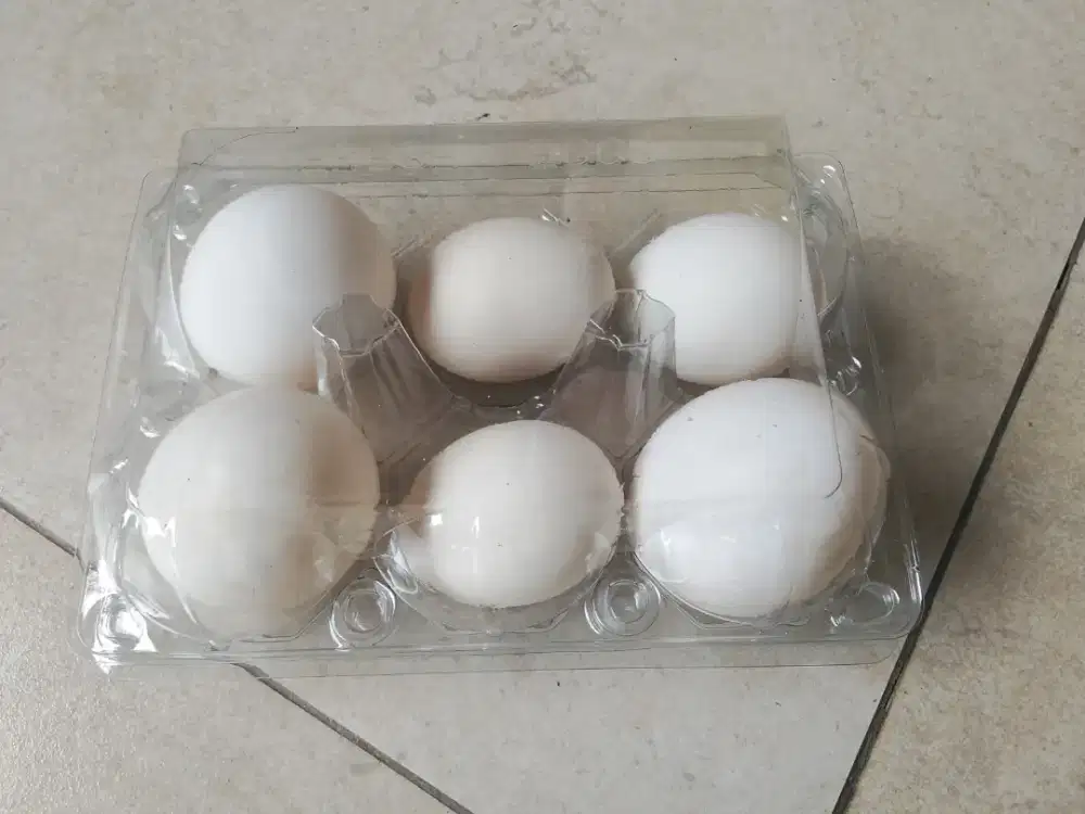 Telur Ayam Elba/Arab /Ayam Kampung Seger