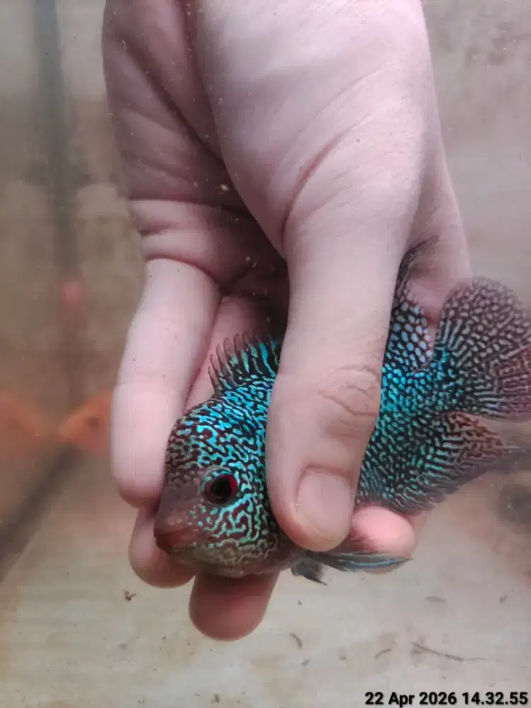 ikan lohan cencu 8-9cm free marking full mutiara