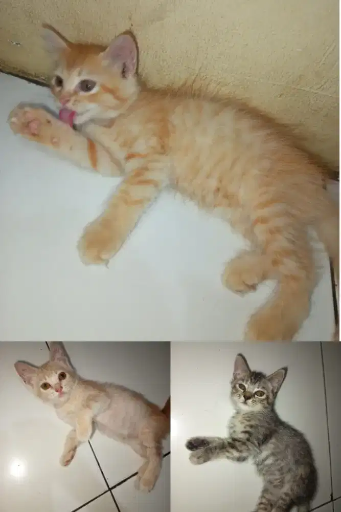 open adopt kitten angora