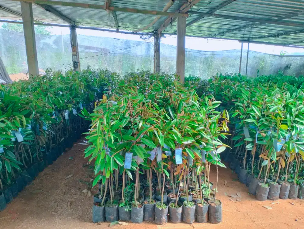 Bibit Durian Mk Hortimart berlabel dan bersertifikat
