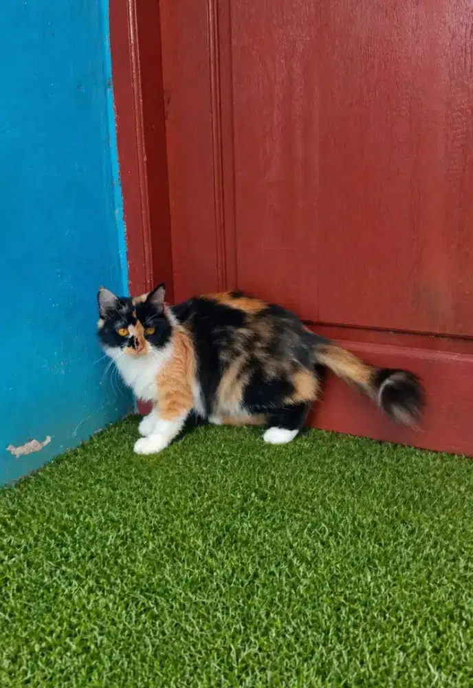 Kucing Persia calico