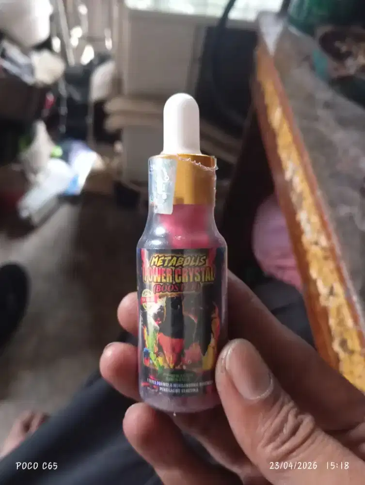 Metabolise penggacor burung