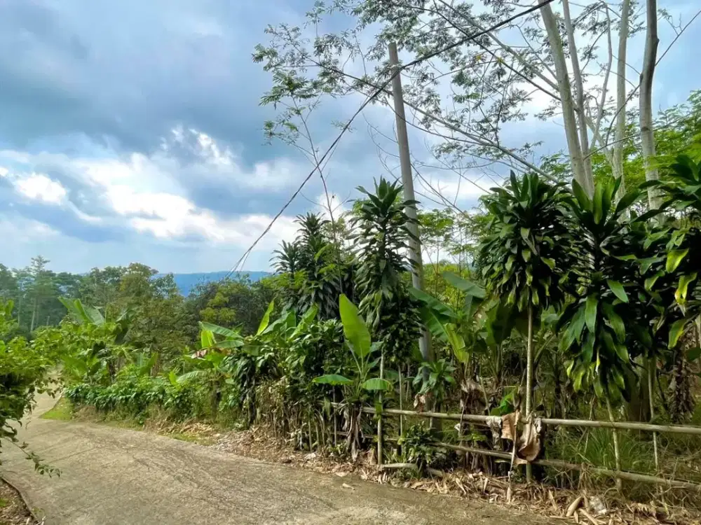 Dijual Murah Tanah Kebun 1216 m2 Pinggir Jalan di Bojong Purwakarta