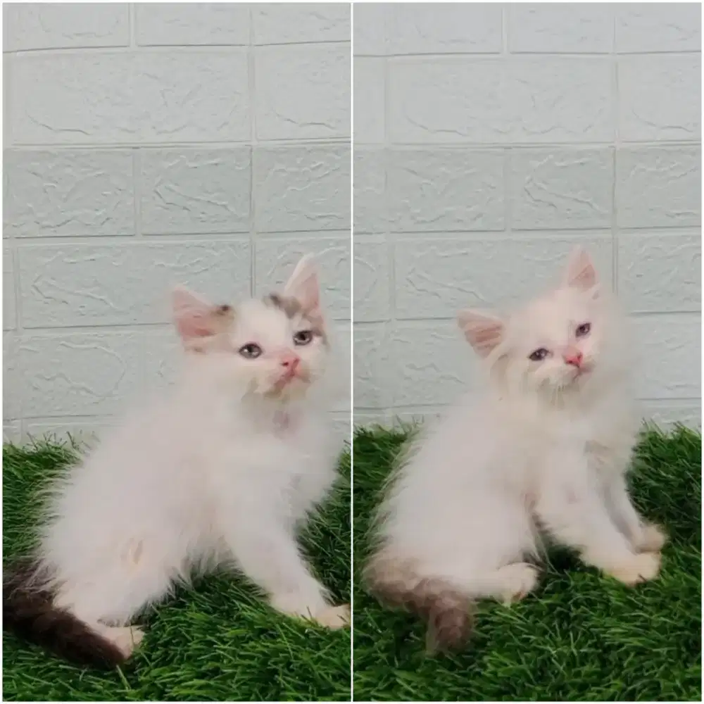 Kucing persia mix ragdoll
