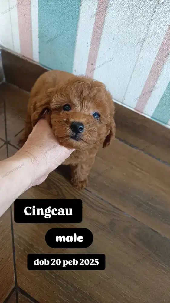 tiny dan super tiny poodle