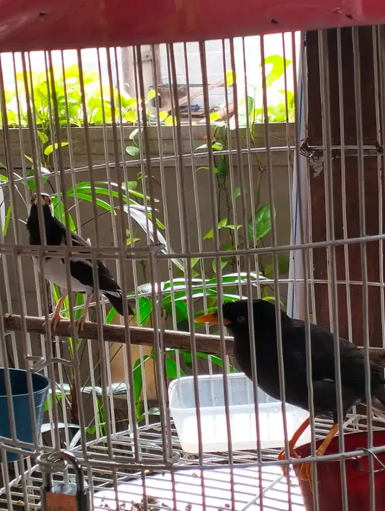 Jalak suren dan jalak kebo