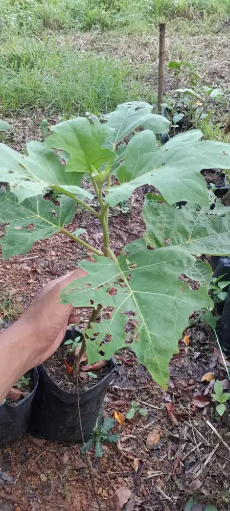 Jual Bibit Terong pipit/tekokak