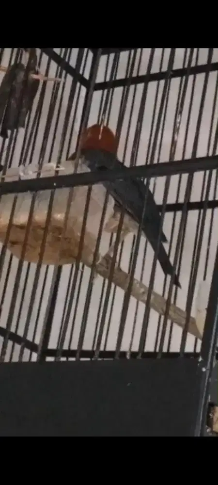 Anis merah gacor mines