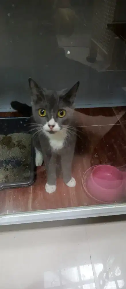 Britishorthir Russian betina umur 1th