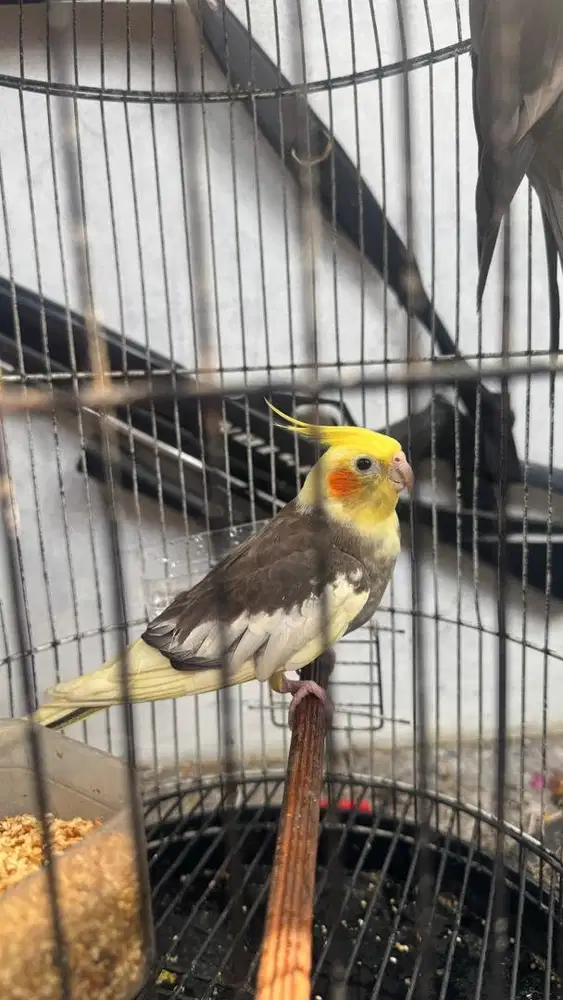 Parkit falk australia