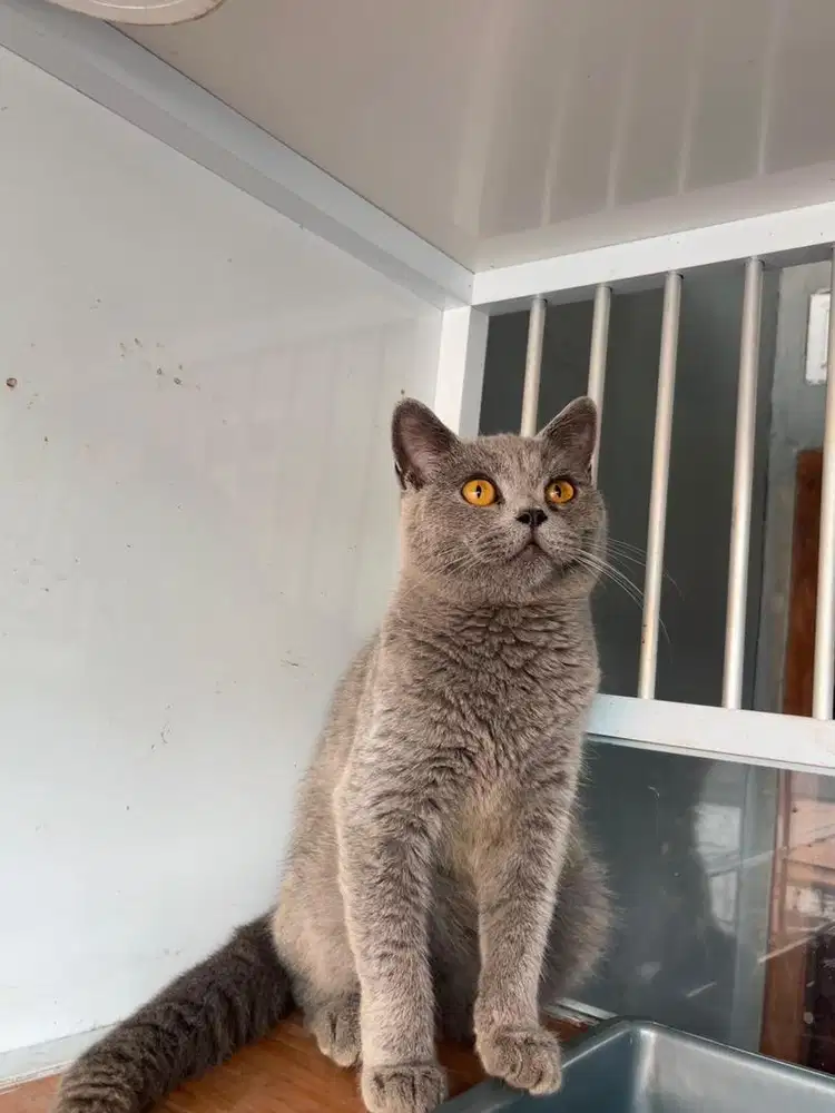 BSH BLUE SOLID LINEPED