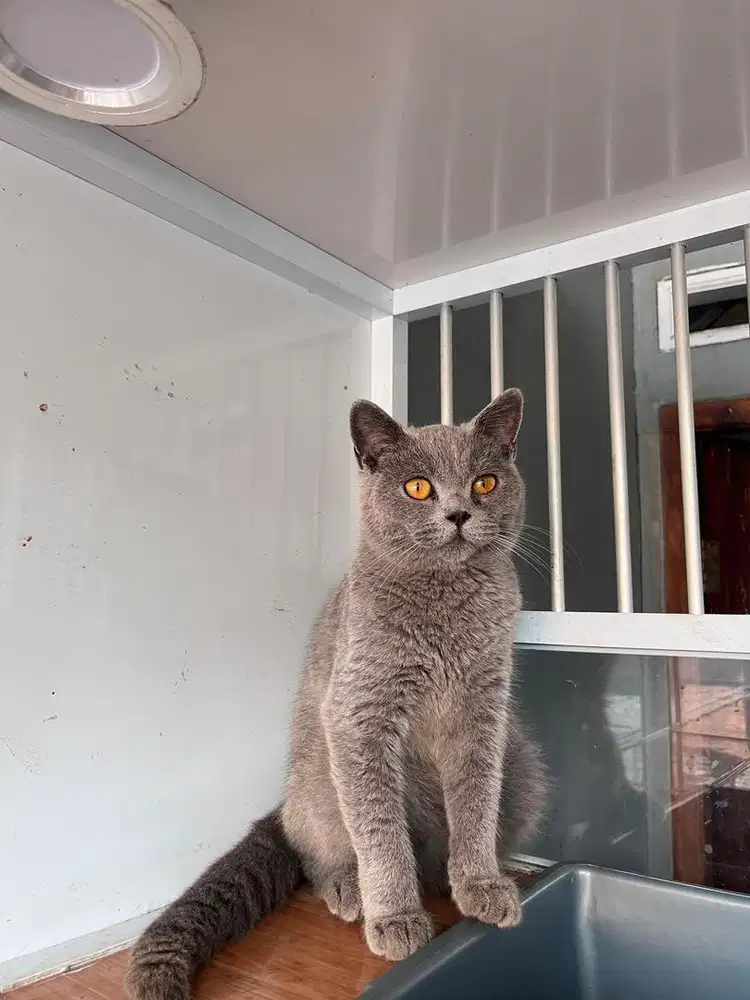 BSH BLUE SOLID LINEPED
