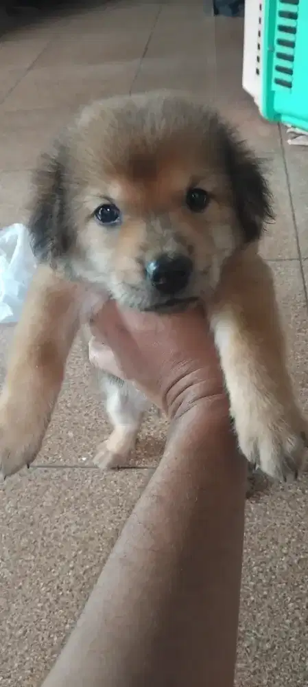 Anak Anjing   kampung