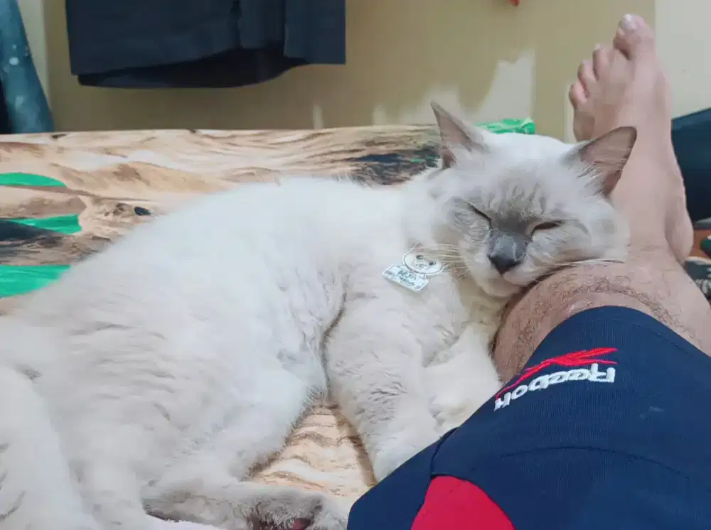 Lepas adopsi himalaya jantan usia 1 tahun 1/2