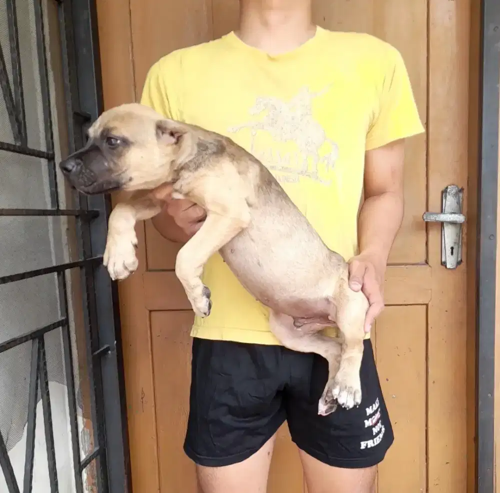 Anak anjing Pitbull