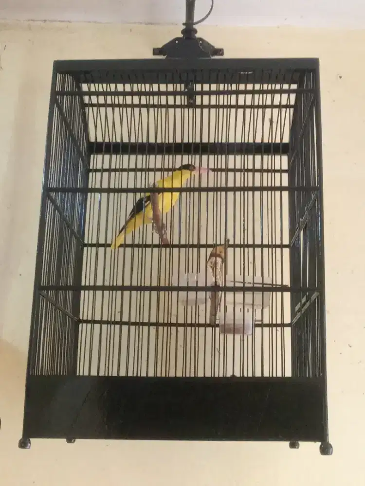 Burung kepodang bali / sumbawa