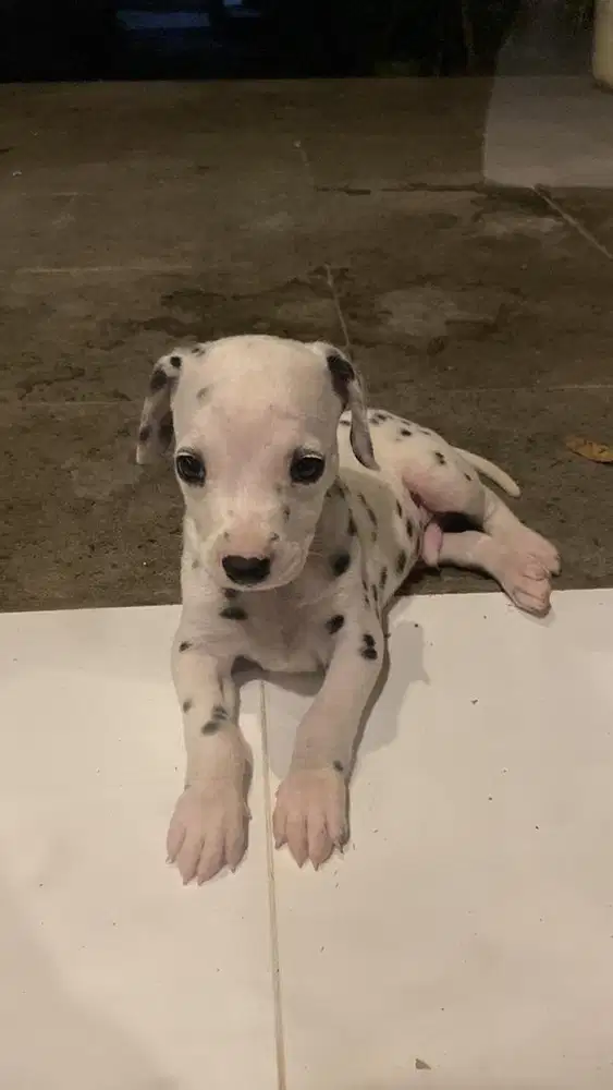 Anjing Dalmatian