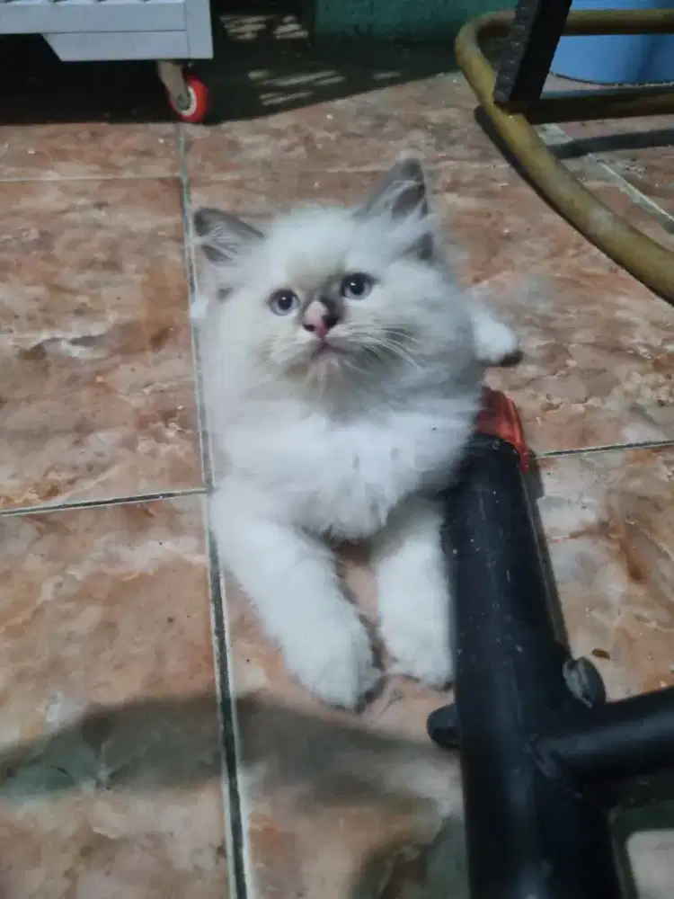kucing ragdoll umur 2 bulan jantan nonped , aktif,sehat lincah.
