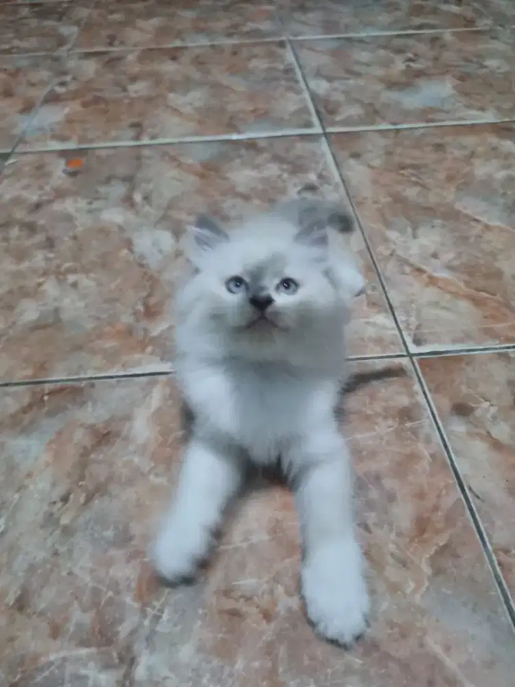 Ragdoll kitten sealpoint bicolor jantan 2 bulan