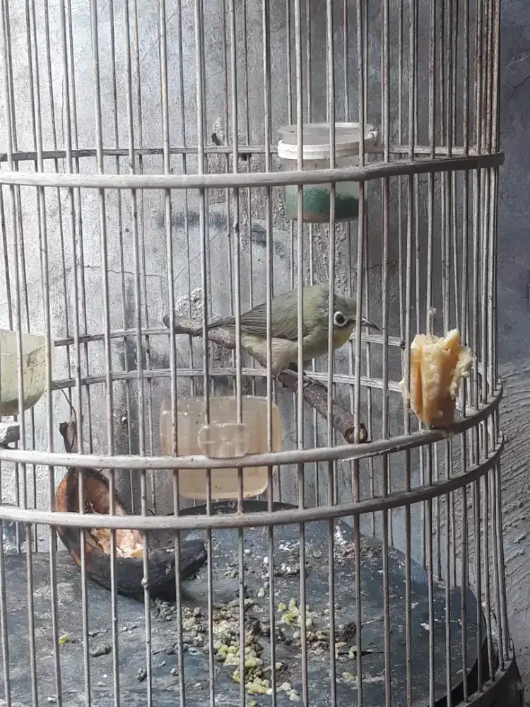 plc ring rawaran bunyi