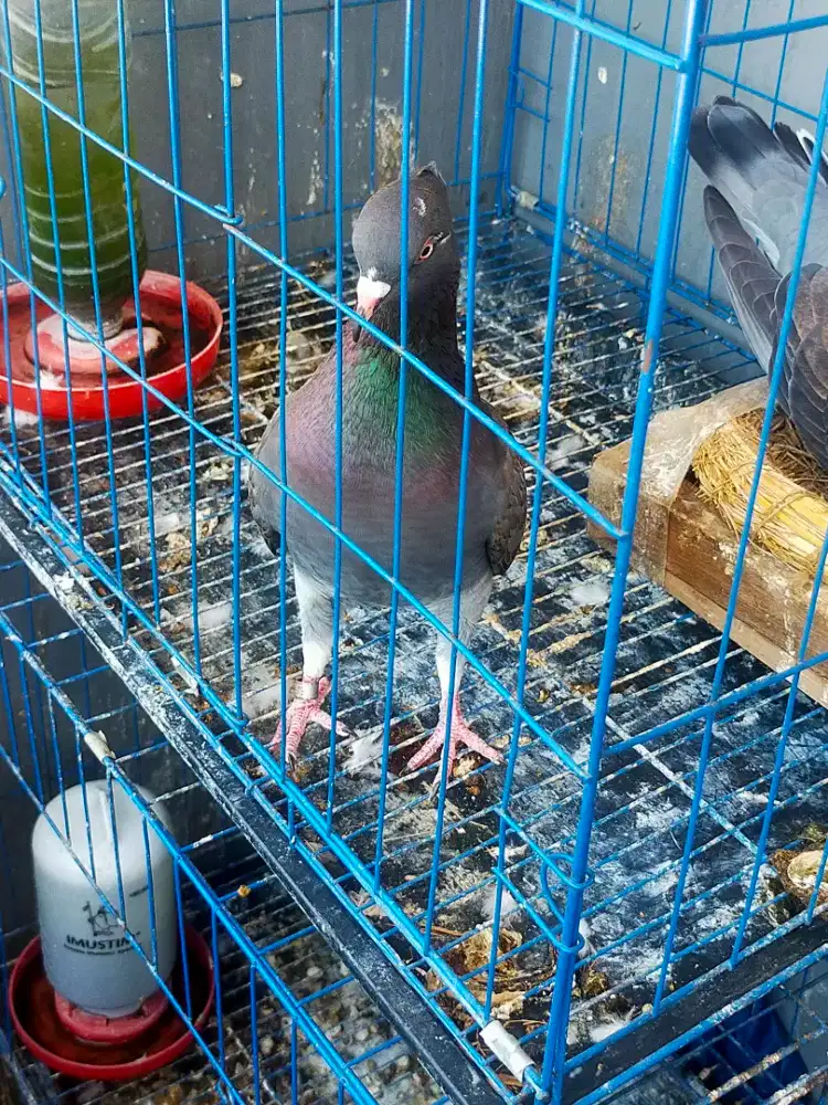 Burung merpati ring Iwan mgl