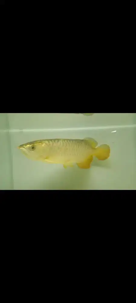 Arwana golden crossback 30cm