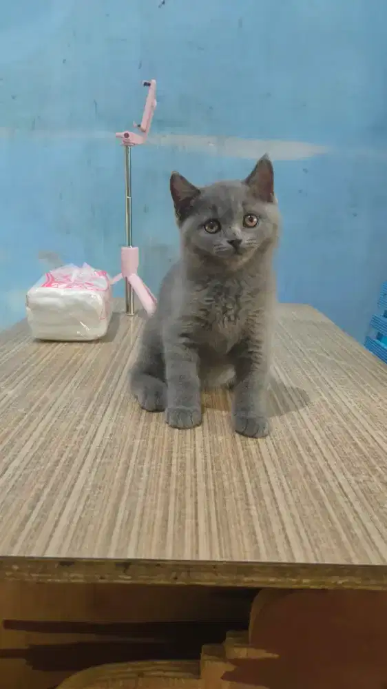 BSH kitten blue