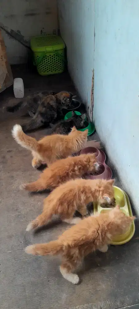 Kitten gembul lucu imut jantan betina