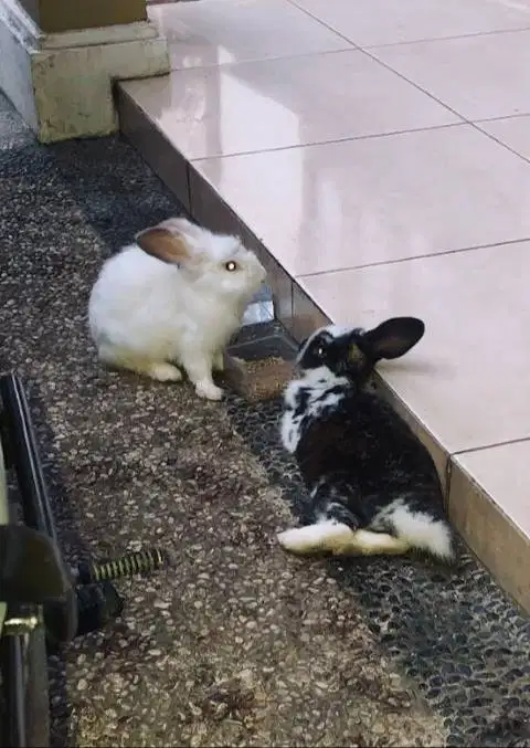 Jual 2 Kelinci Hias + Makanan