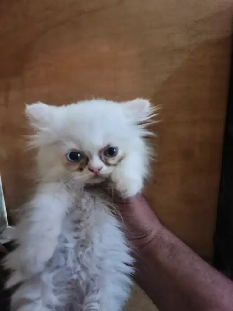 Kucing Persia flatnose longhair betina 2 bln oddeye