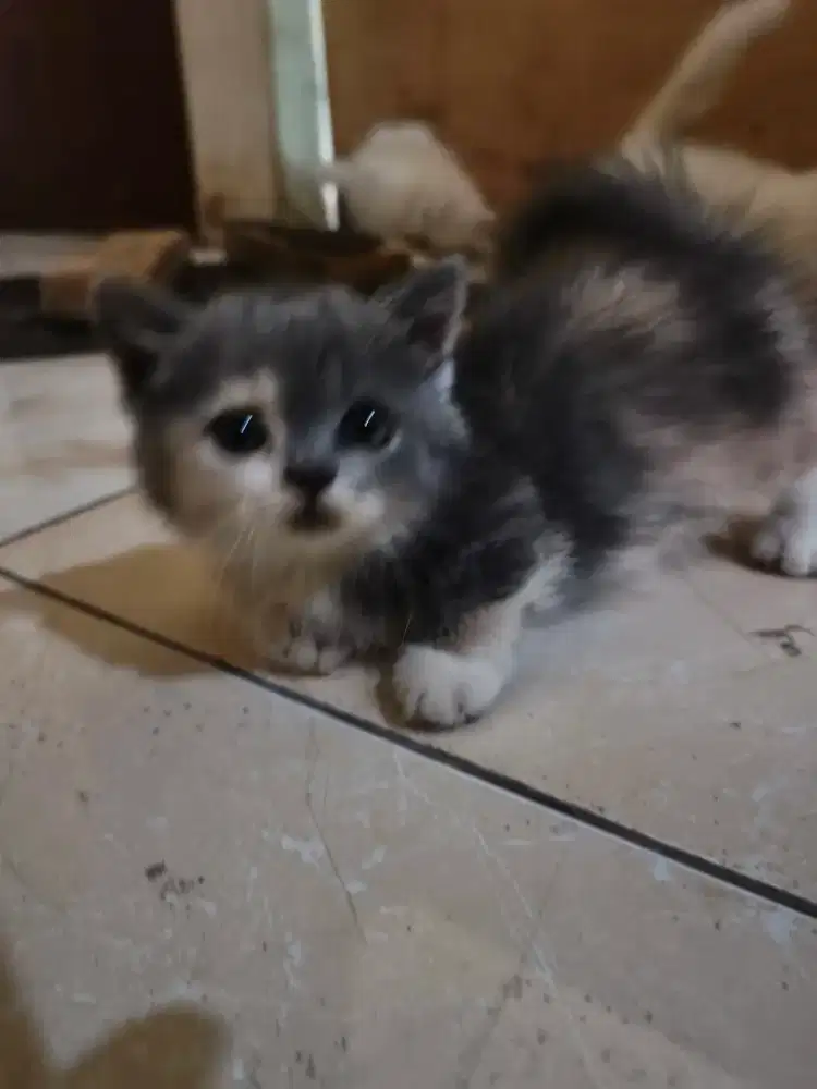 Kucing Munchkin x bsh 2 bln betina