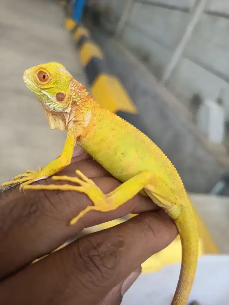 Iguana red albino murah