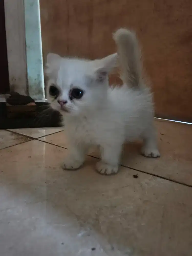 Kucing Munchkin x bsh betina 2bln