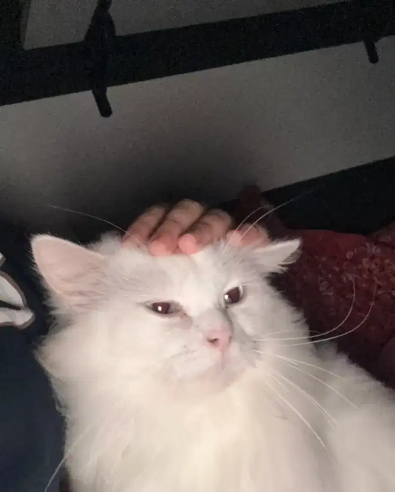 Loker untuk wanita singel