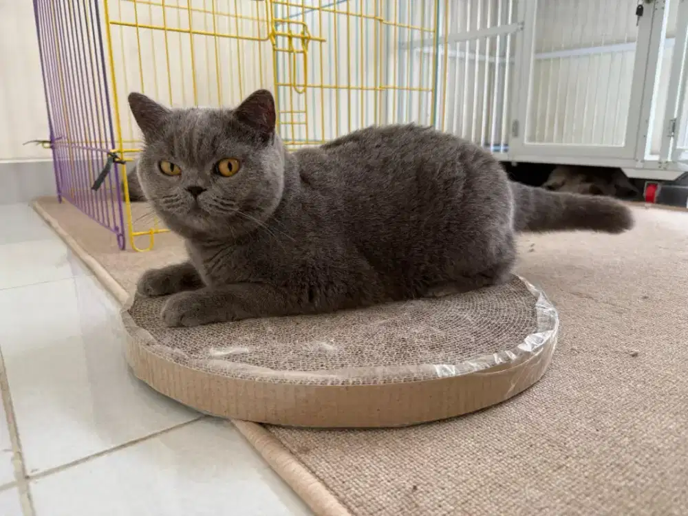 British shorthair betina& anak