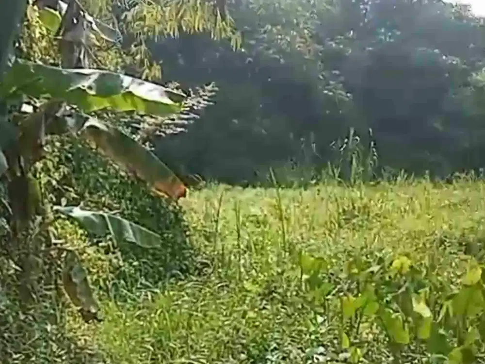 tanah 2 hektar dekat perum polri rajabasa