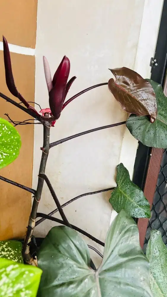 Tanaman hias Philodendron 'Dark Lord'