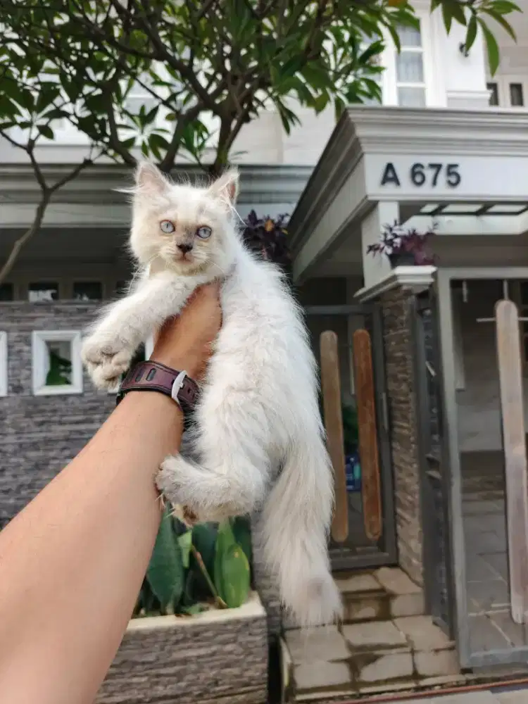 Himalaya Longhair