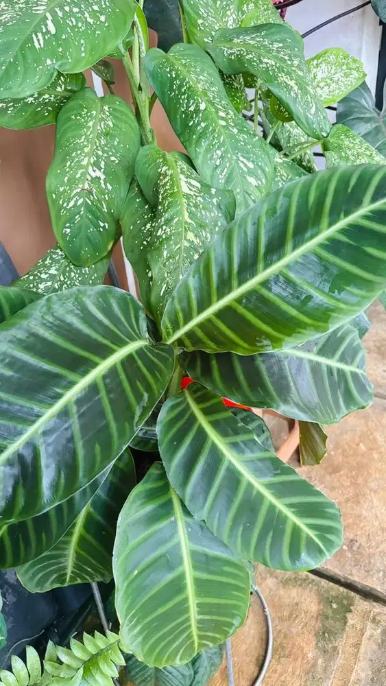 Tanaman hias Calathea zebrina,