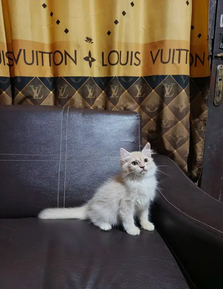Kitten Persia Longhair