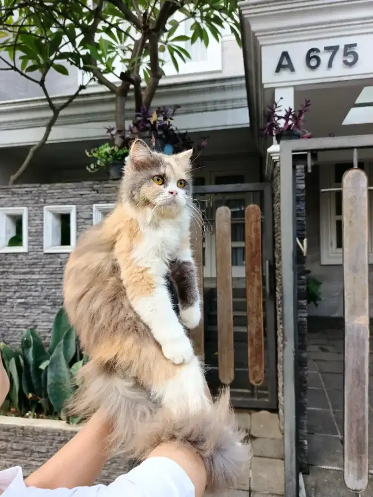 Persia flatnose Longhair