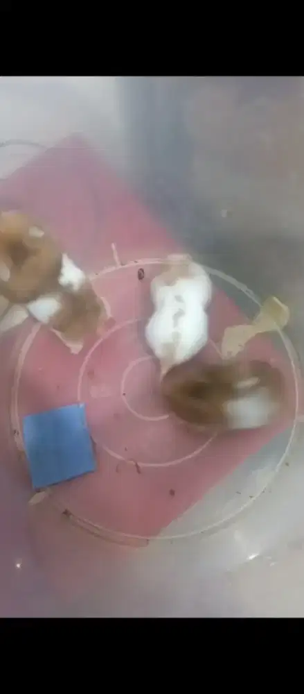 Hamster ..mainn anak