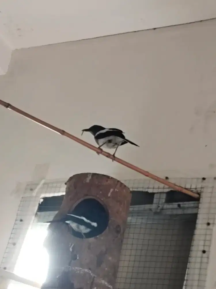 Edisi mau pindah rmh jual kacer sepasang 2 produksi lancar matp joss