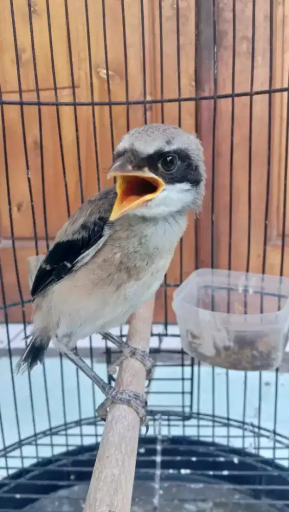 Cendet anak madura calon blangkon