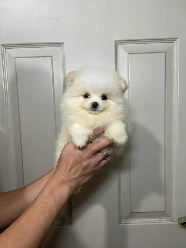 Super minipom betina