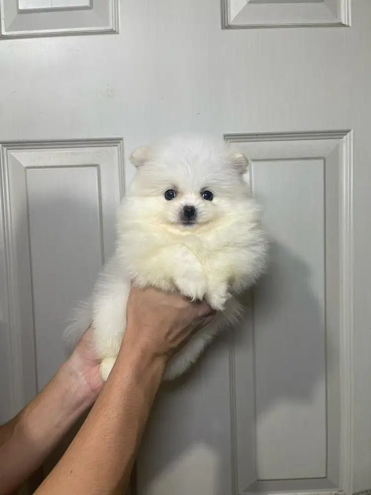 Super minipom betina