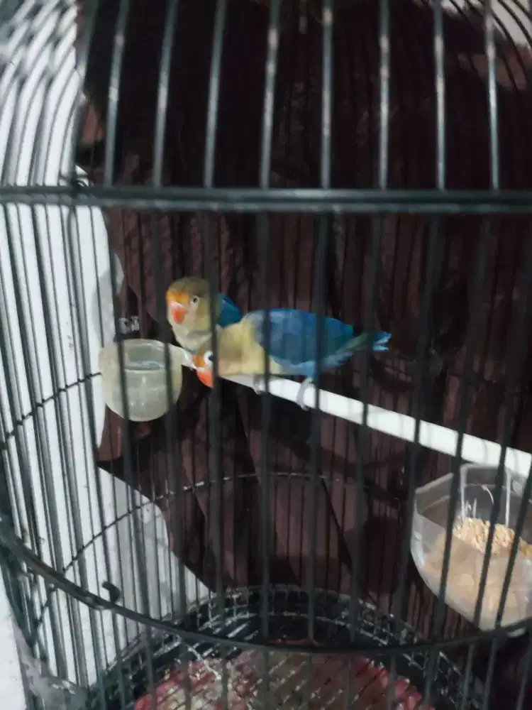 Burung lovebird sepasang