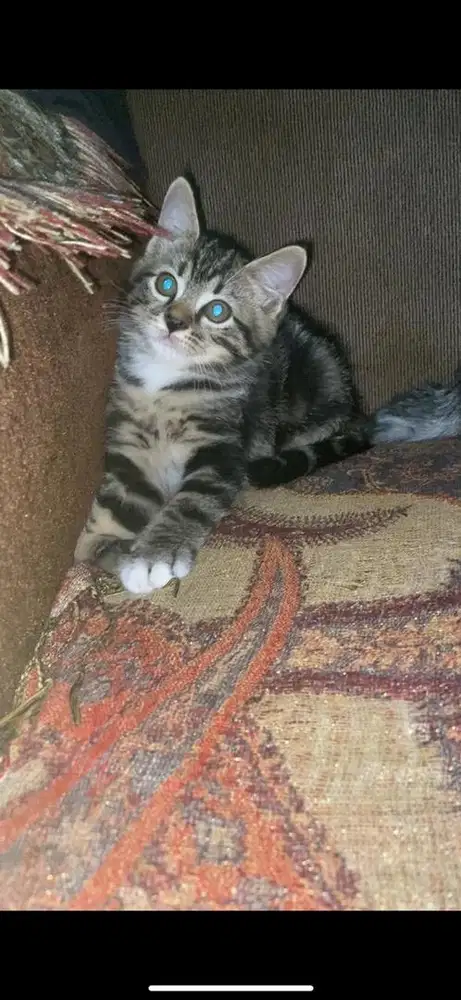 Kitten tabby mixdome jantan