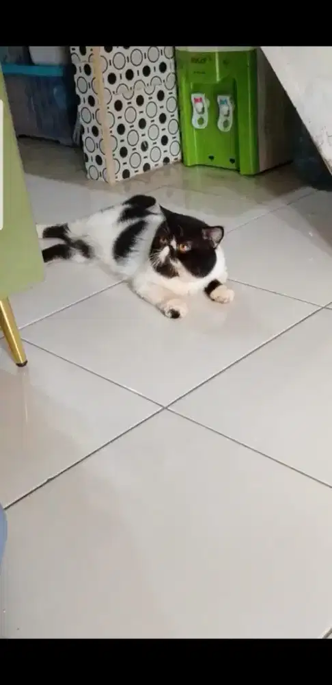 Jantan exotic 18 bln