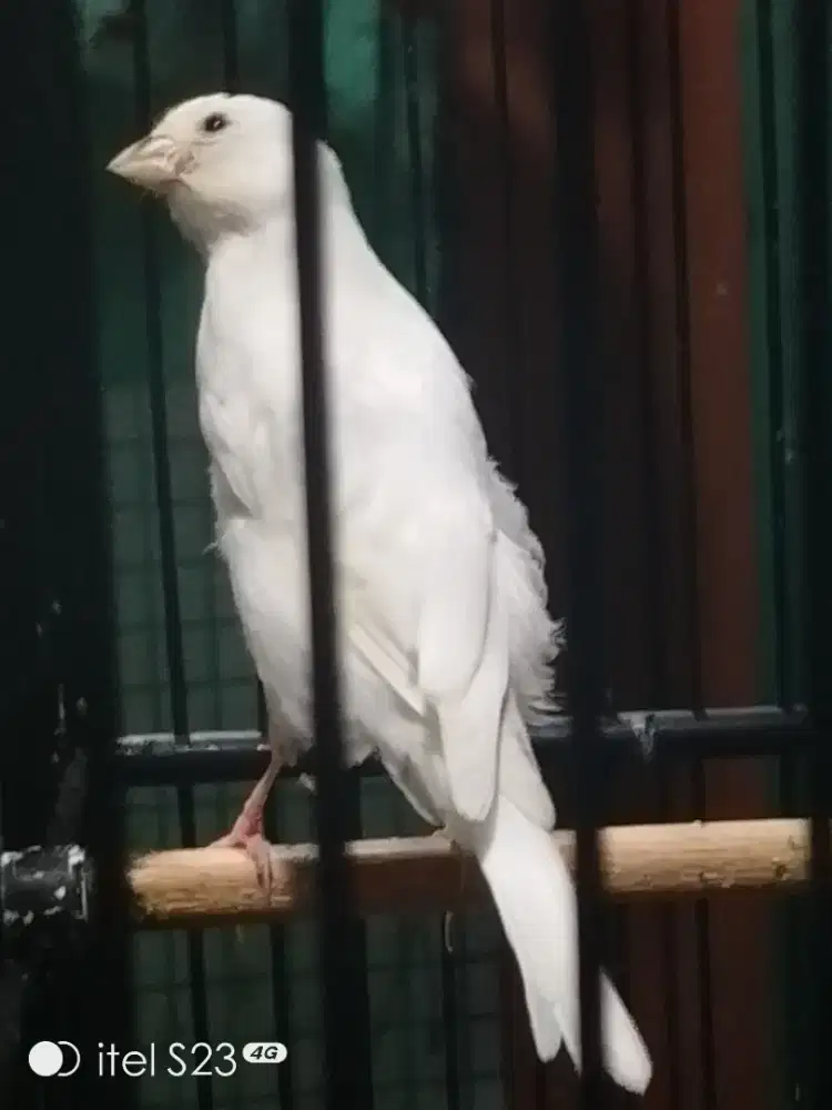 F1 rasmi putih jantan